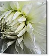 Dahlia Beauty Acrylic Print