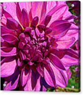 Dahlia Describes The Color Pink Acrylic Print