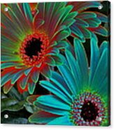 Daisies From Another Dimension Acrylic Print