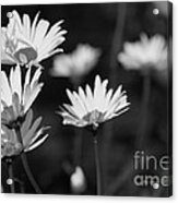 Daisy In Black And White Acrylic Print