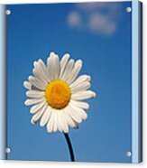 Daisy In The Sky Acrylic Print