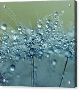 Dandelion Drops In Blue Acrylic Print