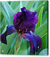 Dark Purple Iris Acrylic Print