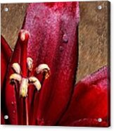 Dark Red Lily With Dewdrop Acrylic Print