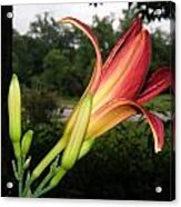 Day Lily And Buds Acrylic Print