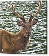 Deer In The Water Acrylic Print