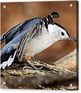 Defiant Nuthatch Acrylic Print