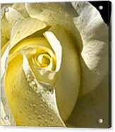 Delightful Yellow Rose With Dew Acrylic Print