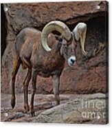 Desert Bighorn Sheep Ram I Acrylic Print