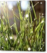 Dew Acrylic Print