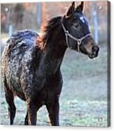 'diamond In The Rough' Acrylic Print