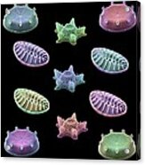 Diatom Algae, Sems Acrylic Print