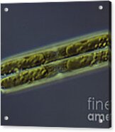 Diatom - Pinnularia Acrylic Print