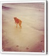 #dog #boxer Acrylic Print