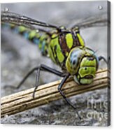 Dragonfly Acrylic Print