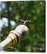 Dragonfly Flagpole Sitter Photograph Acrylic Print