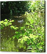 Dragonfly In Flight Acrylic Print