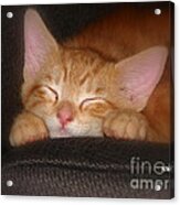 Dreaming Kitten Acrylic Print