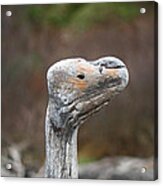 Driftwood Bird Acrylic Print