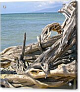 Driftwood Ii Acrylic Print