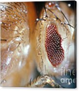 Drosophila Mutant With Bar Eyes Acrylic Print
