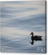 Duck At Sugar Beach Acrylic Print