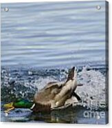 Duck Playing In The Water Acrylic Print