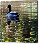 #duck #swim #float #lake #pond #water Acrylic Print