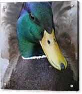 Duckie Acrylic Print