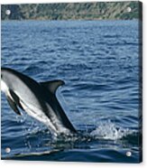 Dusky Dolphin Lagenorhynchus Obscurus Acrylic Print