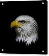 Eagle Head Acrylic Print