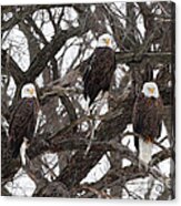 Eagle In A Tree Acrylic Print