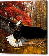 Eagle In Autumn Splendor Acrylic Print