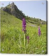 Early Purple Orchids Acrylic Print