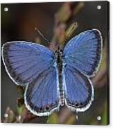 Eastern Tailed Blue Butterfly Acrylic Print