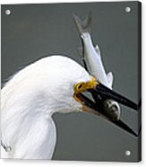 Egret With His Catch Of The Day Acrylic Print