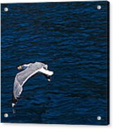 Elba Island - Flying For Food - Ph Enrico Pelos Acrylic Print
