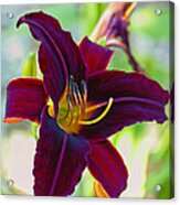 Electric Maroon Lily Acrylic Print