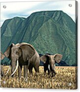 Elephant Country Acrylic Print