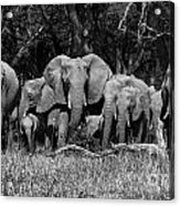 Elephant Herd Acrylic Print