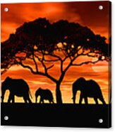 Elephant Sun Set Acrylic Print