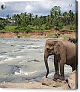 Elephants Acrylic Print