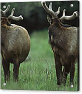 Elk Pair Looking Behind Them Redwood Acrylic Print
