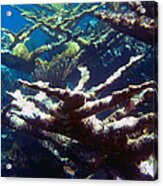 Elkhorn Coral- Old And New Acrylic Print
