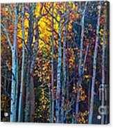 Enchanted Aspen Acrylic Print