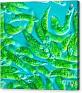 Euglena Sp Acrylic Print