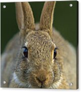European Rabbit Oryctolagus Cuniculus Acrylic Print