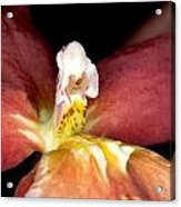Exotic Orchid Bloom Acrylic Print