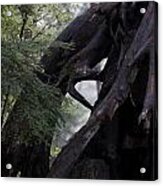 Exposed Roots Acrylic Print