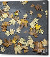Fall - Autumn Foliage On Wet Asphalt Acrylic Print